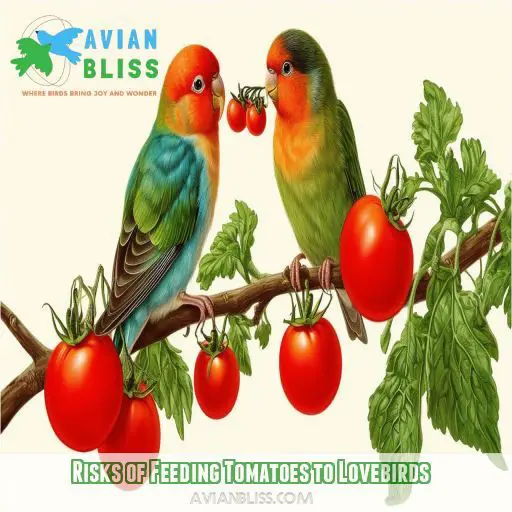 Risks of Feeding Tomatoes to Lovebirds