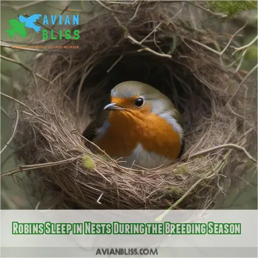 Robins Sleep in Nests During the Breeding Season