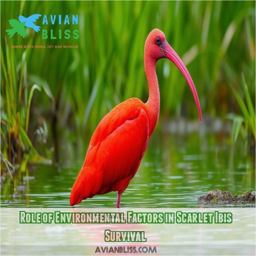 Role of Environmental Factors in Scarlet Ibis Survival