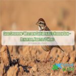 sage sparrow