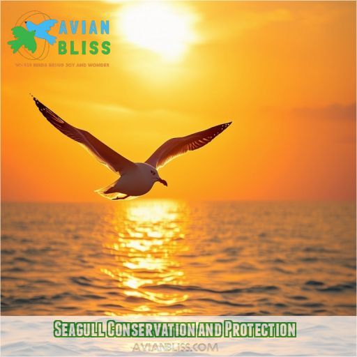 Seagull Conservation and Protection