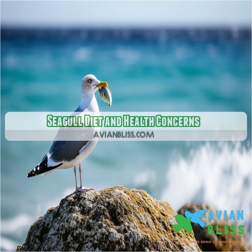 Seagull Diet and Health Concerns