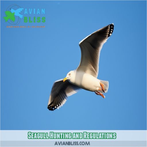 Seagull Hunting and Regulations