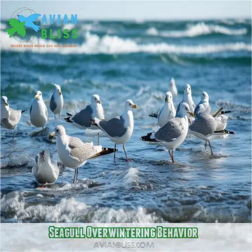 Seagull Overwintering Behavior