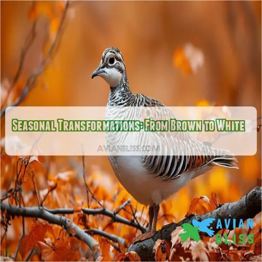 Seasonal Transformations: From Brown to White