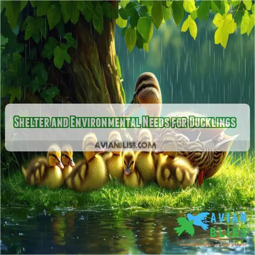 Shelter and Environmental Needs for Ducklings