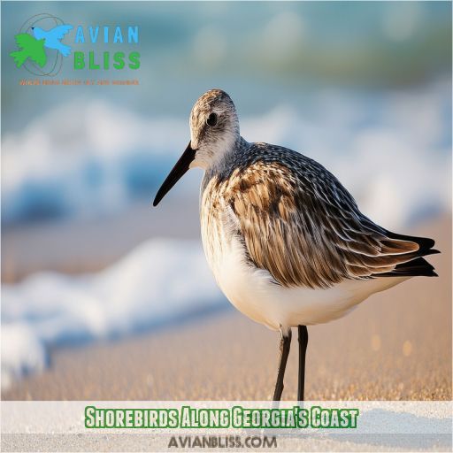 Shorebirds Along Georgia