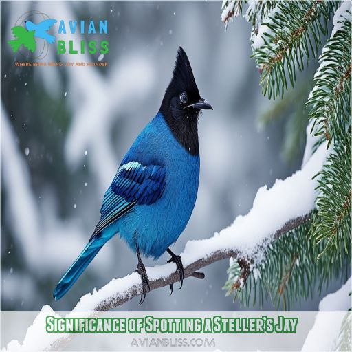 Significance of Spotting a Steller’s Jay