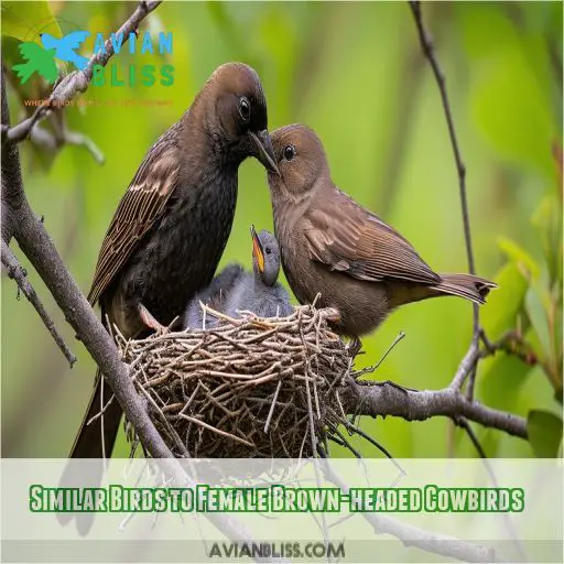 Similar Birds to Female Brown-headed Cowbirds