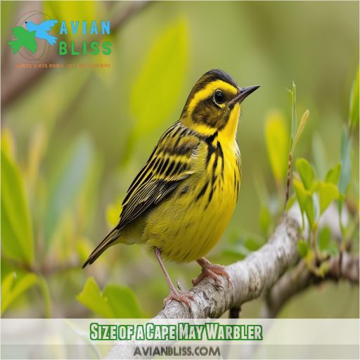 Size of a Cape May Warbler