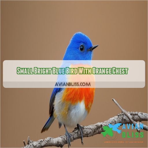 Small Bright Blue Bird With Orange Chest