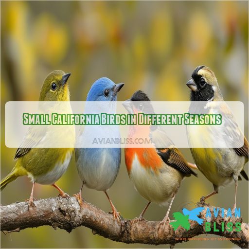Small California Birds in Different Seasons