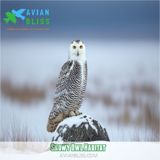 Snowy Owl Habitat: Tundra, Arctic & Nesting Explained