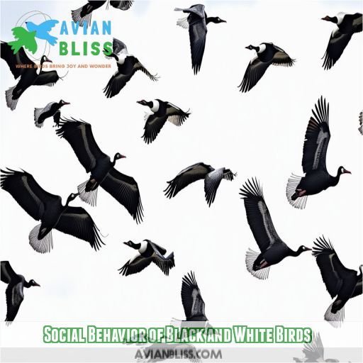 Social Behavior of Black and White Birds