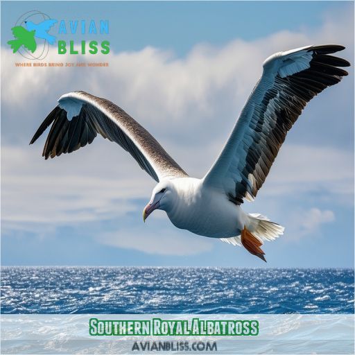 Southern Royal Albatross