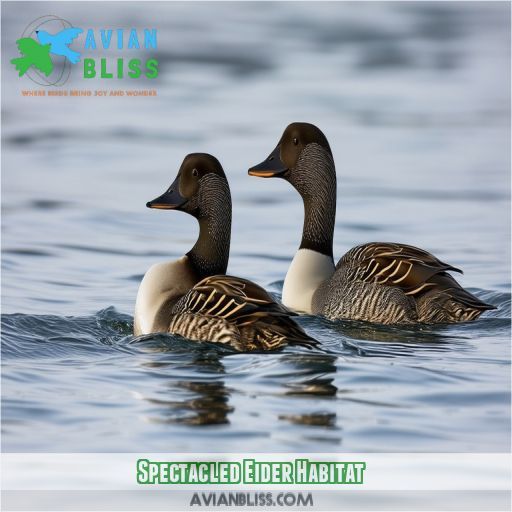 Spectacled Eider Habitat