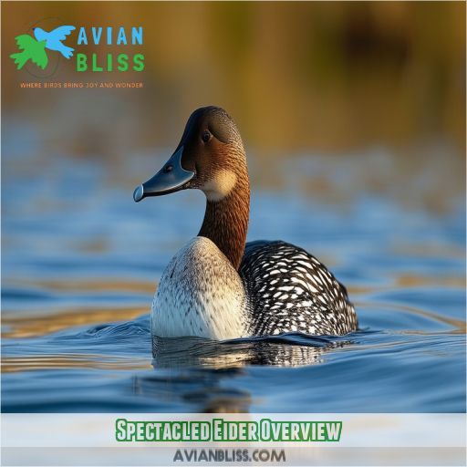 Spectacled Eider Overview