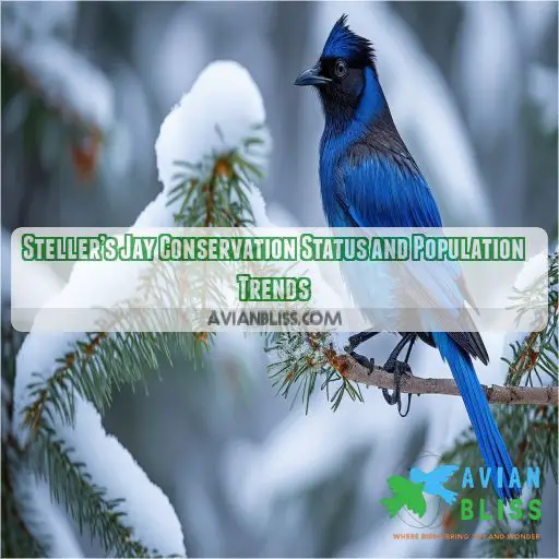 Steller’s Jay Conservation Status and Population Trends