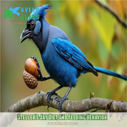 Steller’s Jay Diet and Feeding Behavior