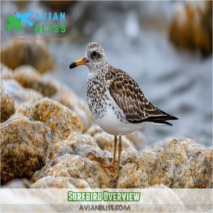 Surfbird: Coastal Wonder - Explore This Unique Shorebird's Fascinating Life