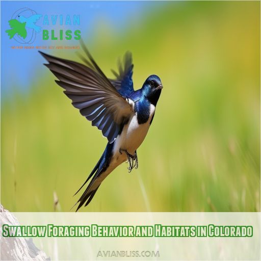 Swallow Foraging Behavior and Habitats in Colorado