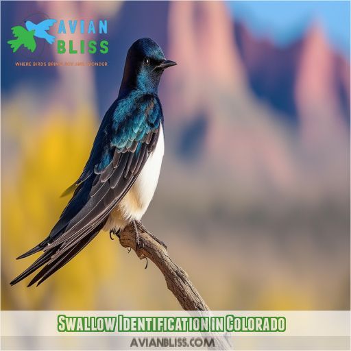 Swallow Identification in Colorado