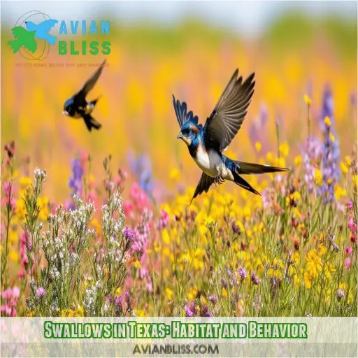 Swallows in Texas: Habitat and Behavior