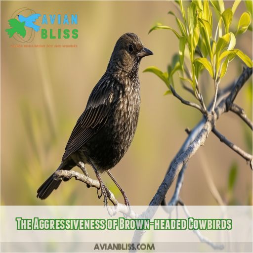 The Aggressiveness of Brown-headed Cowbirds