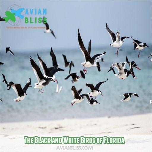 The Black and White Birds of Florida