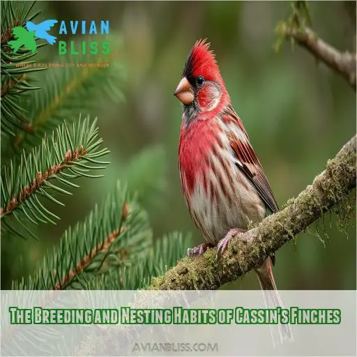 The Breeding and Nesting Habits of Cassin