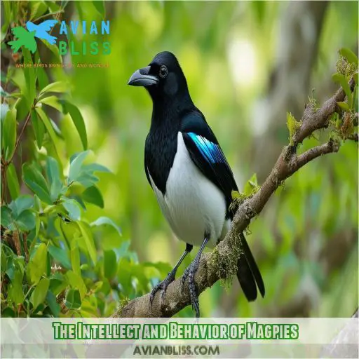 The Intellect and Behavior of Magpies