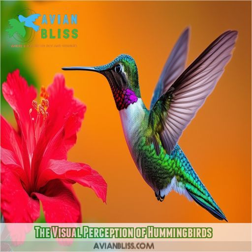 The Visual Perception of Hummingbirds