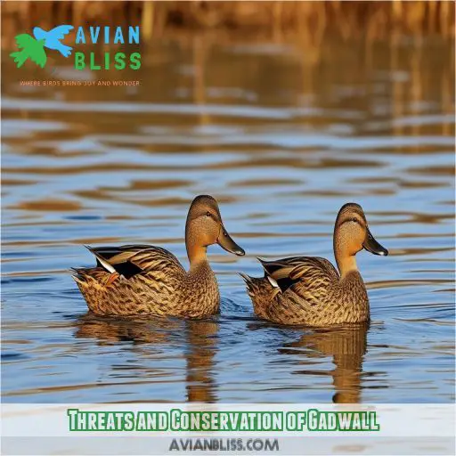 Threats and Conservation of Gadwall