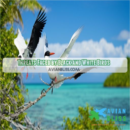 Threats Faced by Black and White Birds