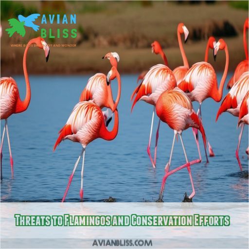 Threats to Flamingos and Conservation Efforts