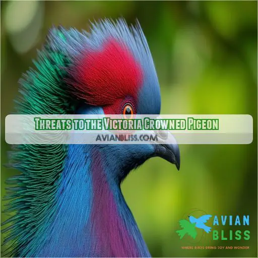 Threats to the Victoria Crowned Pigeon