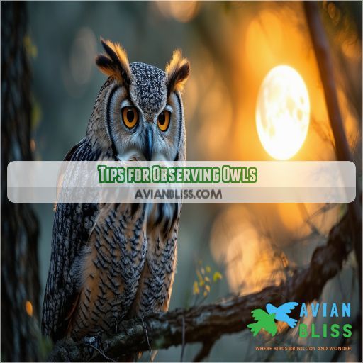 Tips for Observing Owls