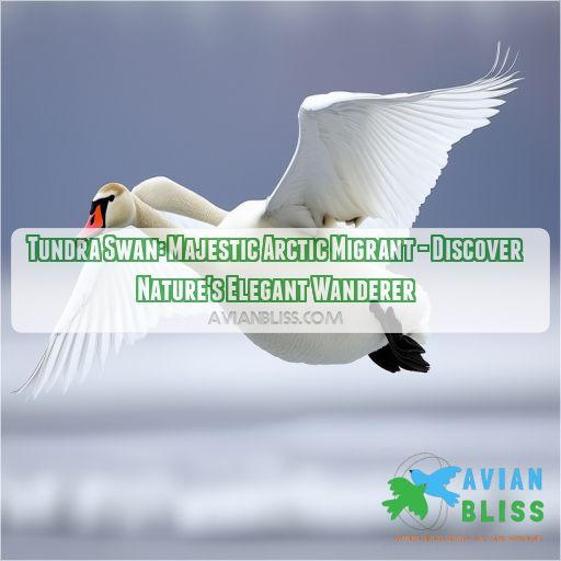 tundra swan