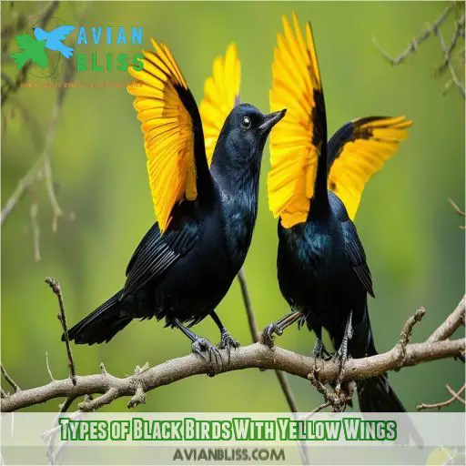 Types of Black Birds With Yellow Wings