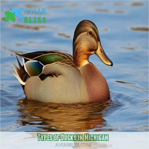 Types of Ducks in Michigan