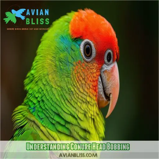 Understanding Conure Head Bobbing