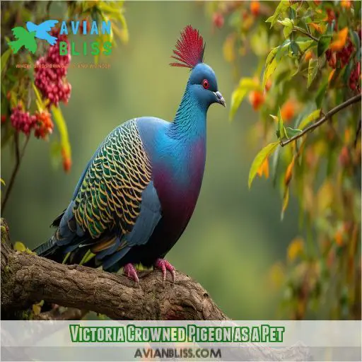Victoria Crowned Pigeon as a Pet
