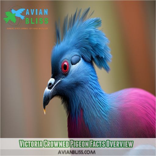 Victoria Crowned Pigeon Facts Overview