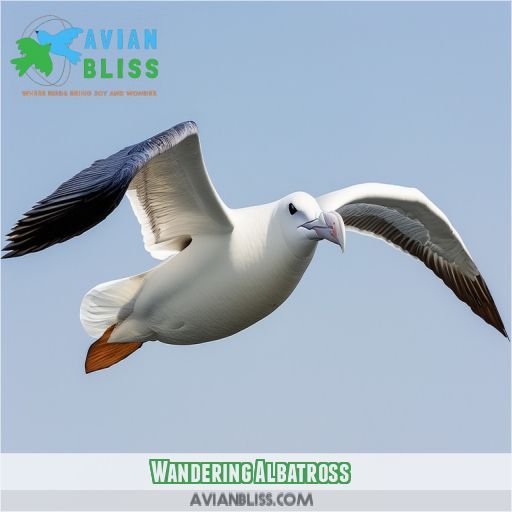 Wandering Albatross