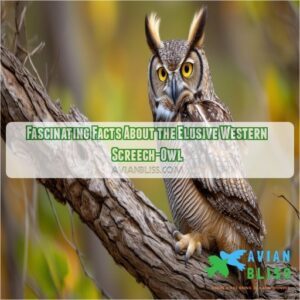 western screech owl