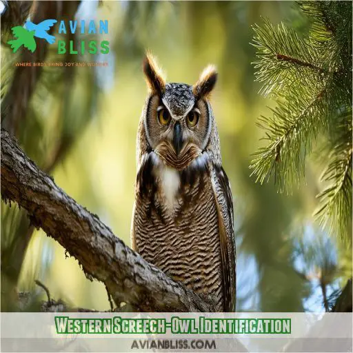 Western Screech-Owl Identification