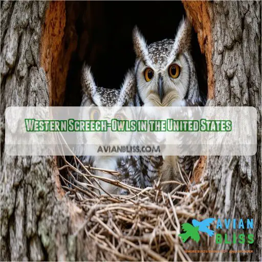 Western Screech-Owls in the United States