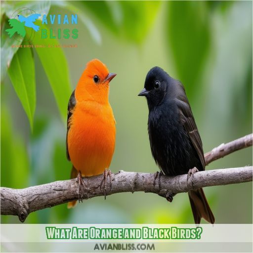 What Are Orange and Black Birds