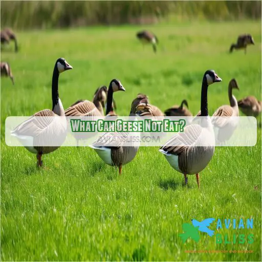 What Can Geese Not Eat