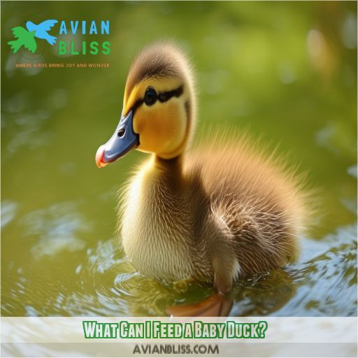 What Can I Feed a Baby Duck